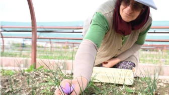 Konya'da Safran Hasadı Heyecanı! Büyükşehir Üretime Başladı