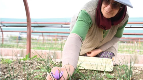 Konya'da Safran Hasadı Heyecanı! Büyükşehir Üretime Başladı